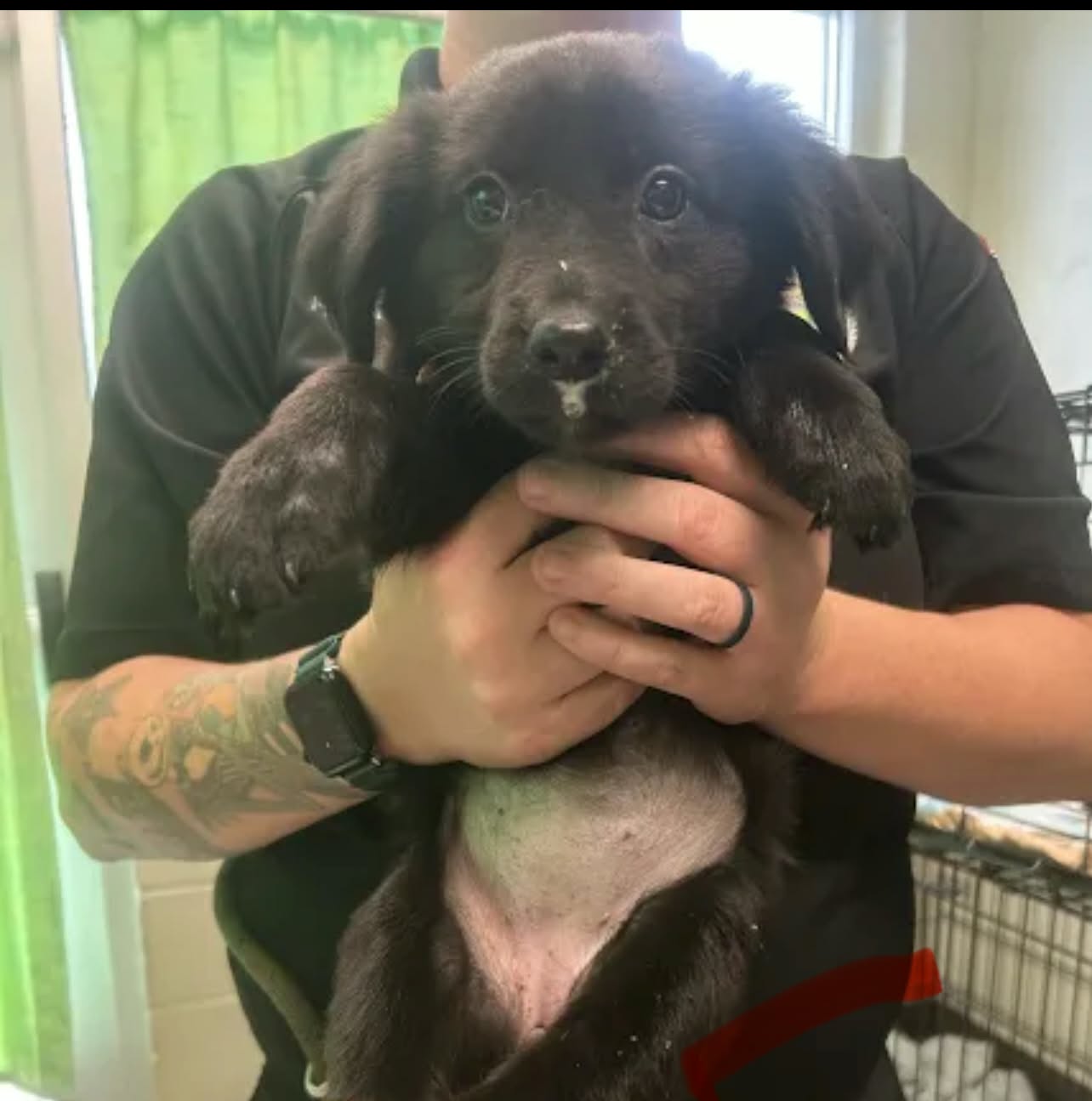Opal (NY-Sarah), Newfoundland Dog