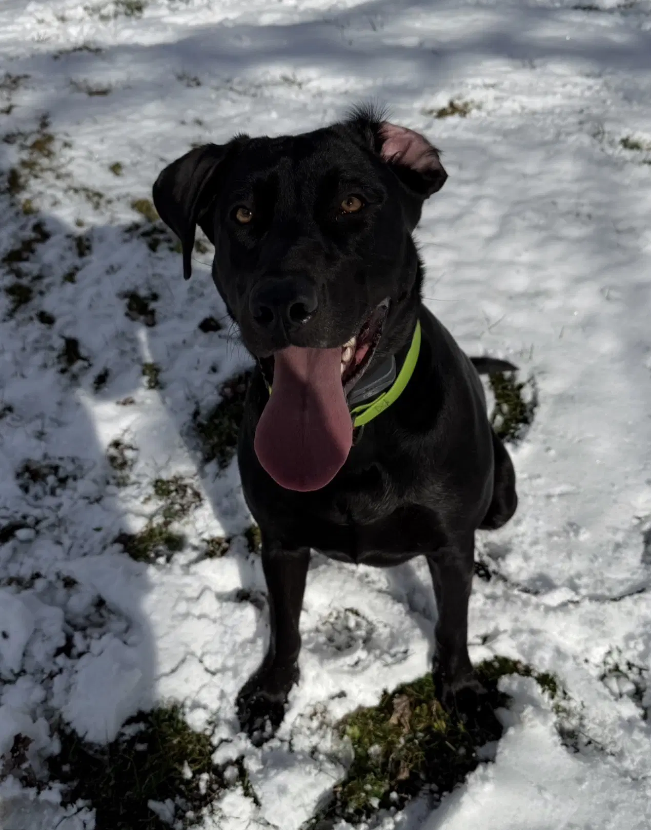 Lily Courtesy Post Moravia-Ny - Labrador Retriever