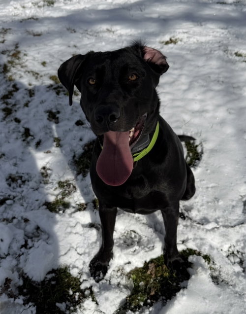 Lily *Courtesy Post* (Moravia-NY), a dog for adoption from East Coast Adoption Agency