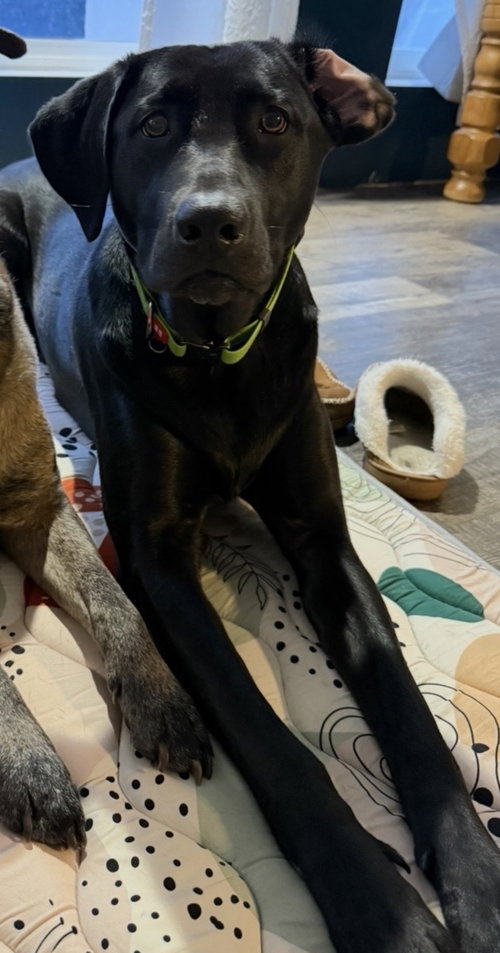 Photo 2 of Lily *Courtesy Post* (Moravia-NY)