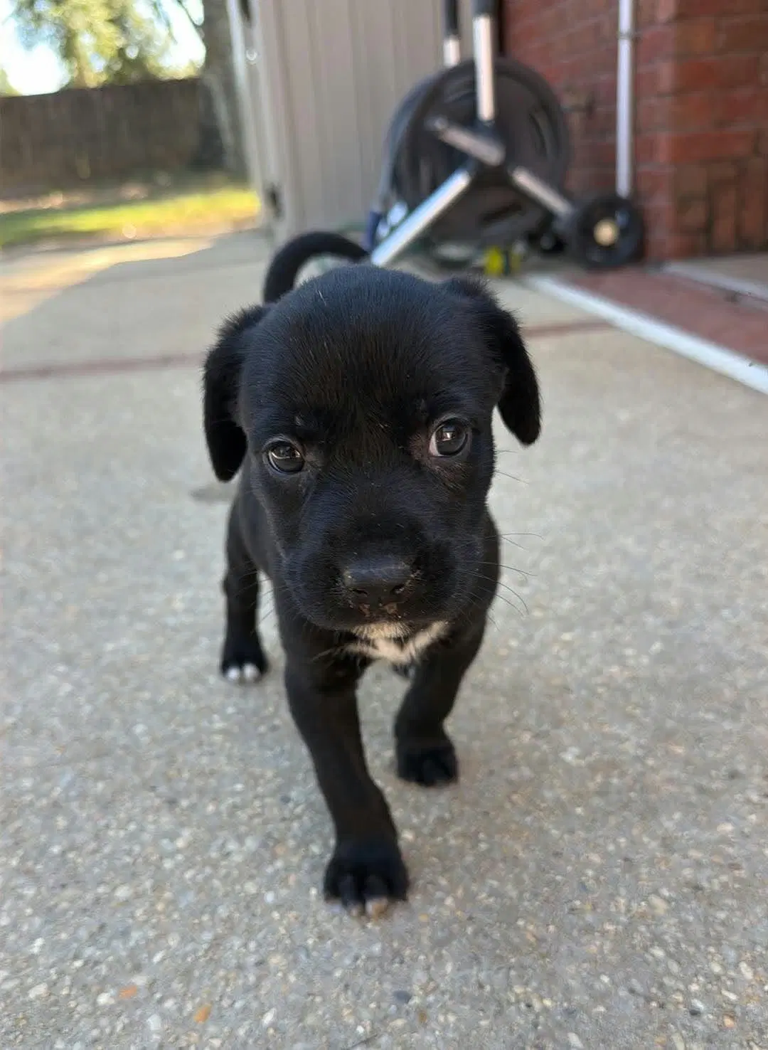 Gloria Ny-Sarah - Labrador Retriever