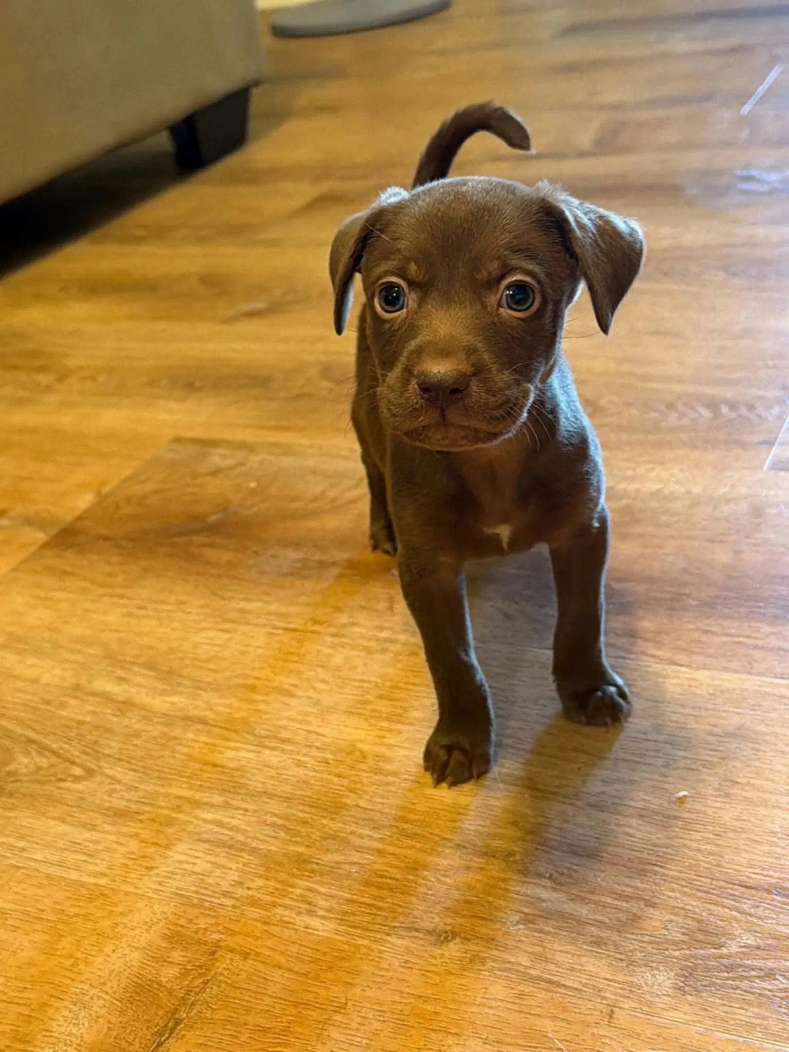 Gunner Ny-Sarah - Labrador Retriever