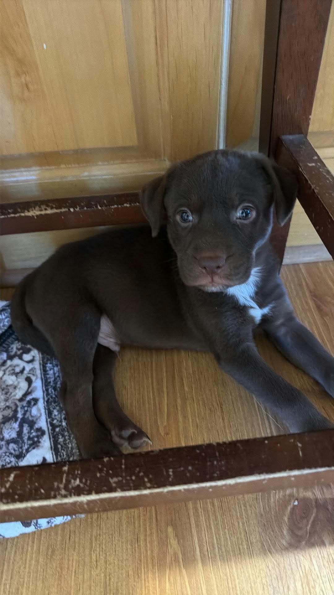 Gage (NY-Sarah)