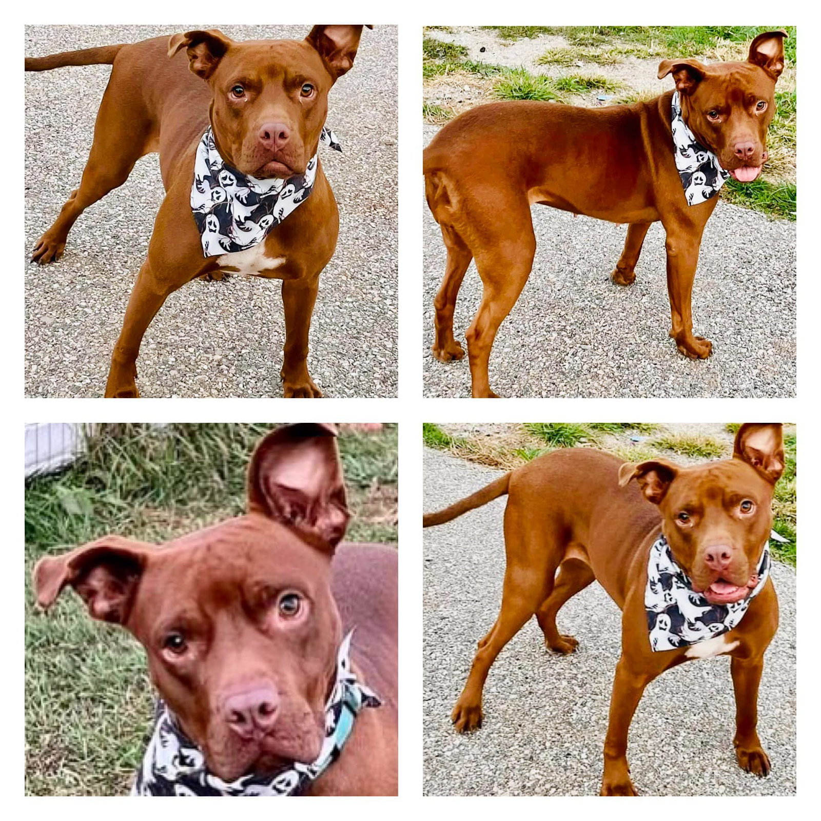 Dog for Adoption Capri, a Staffordshire Bull Terrier in Hagerstown