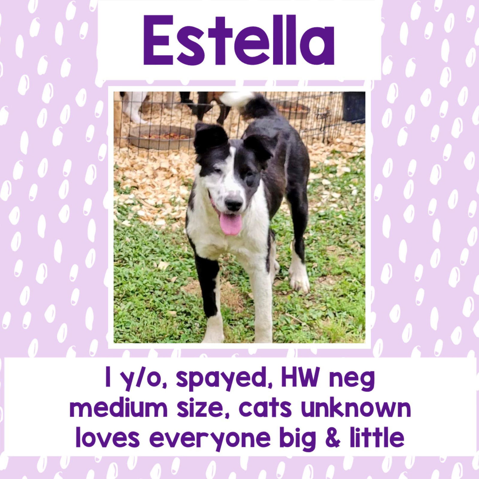 Dog for Adoption Estella, a Australian Cattle Dog/Blue Heeler in