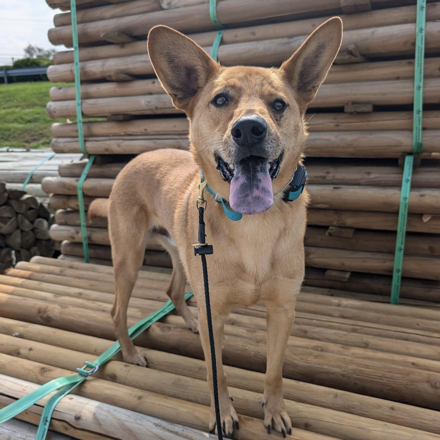 adoptable Dog in New Oxford, PA named Toby