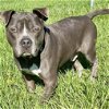 adoptable Dog in  named Caine
