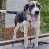 adoptable Dog in oxford, PA named Raya