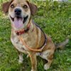 adoptable Dog in oxford, PA named Macie