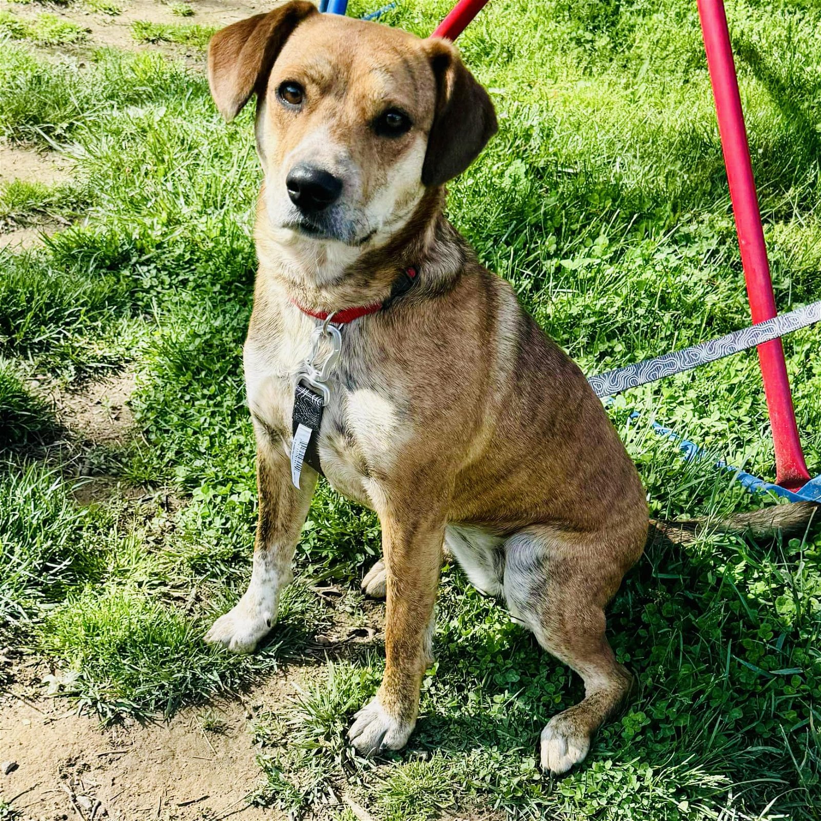 adoptable Dog in New Oxford, PA named Macie