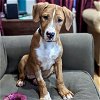 adoptable Dog in oxford, PA named Potato