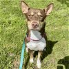 adoptable Dog in  named Roxie