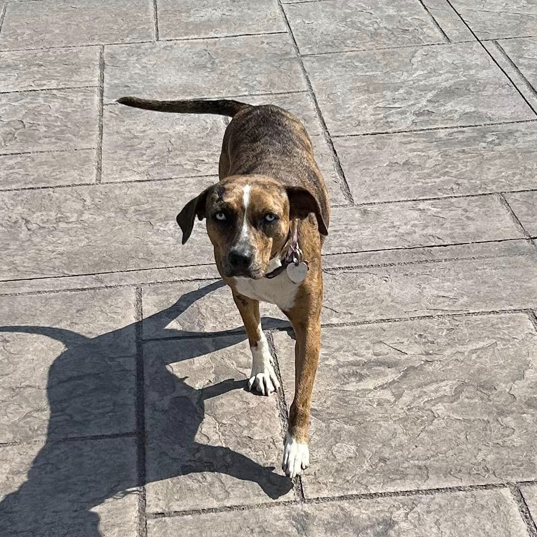 adoptable Dog in New Oxford, PA named Trixie