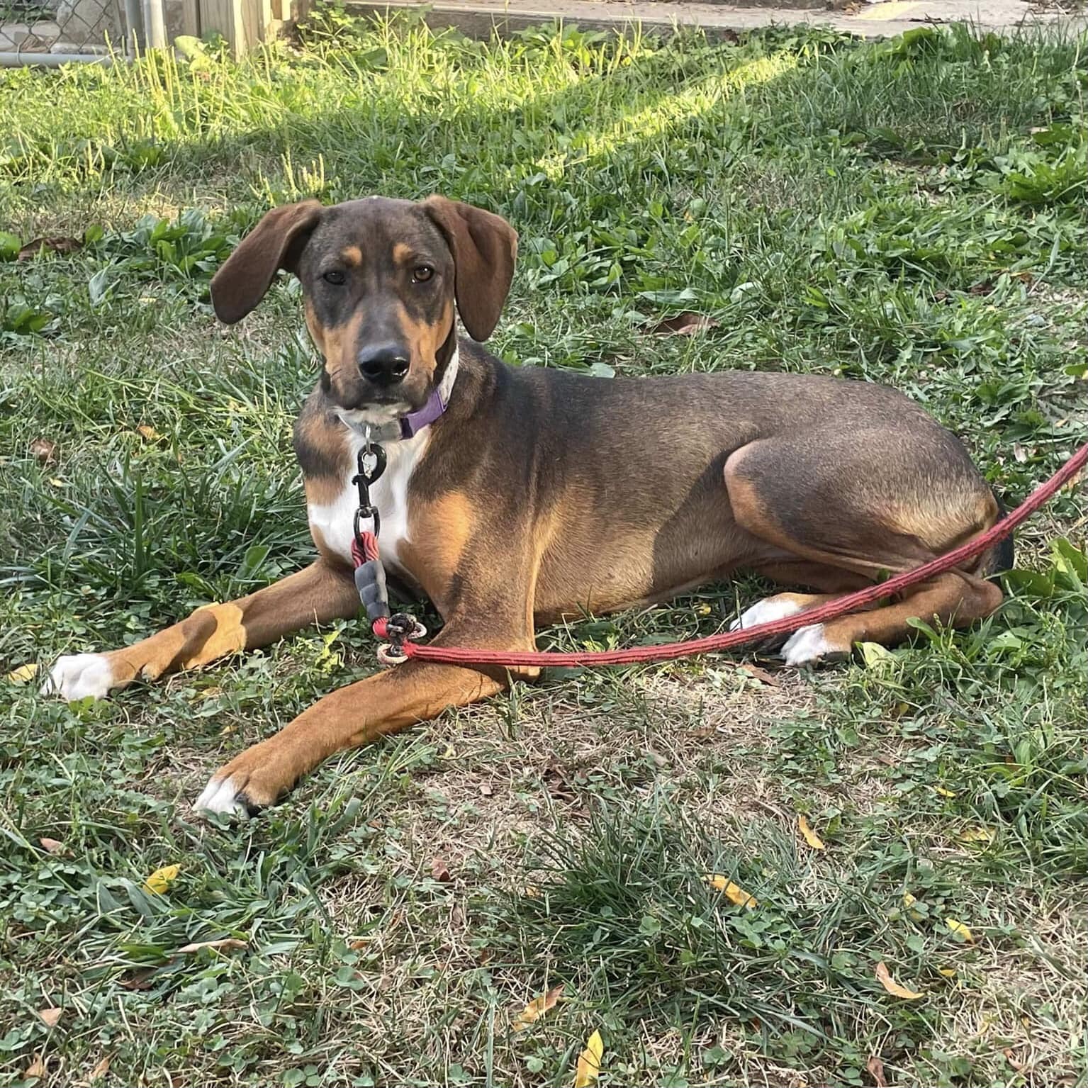 adoptable Dog in New Oxford, PA named Bailey