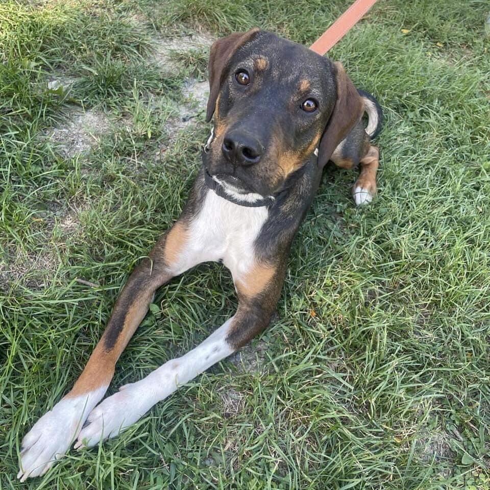 adoptable Dog in New Oxford, PA named Bessie