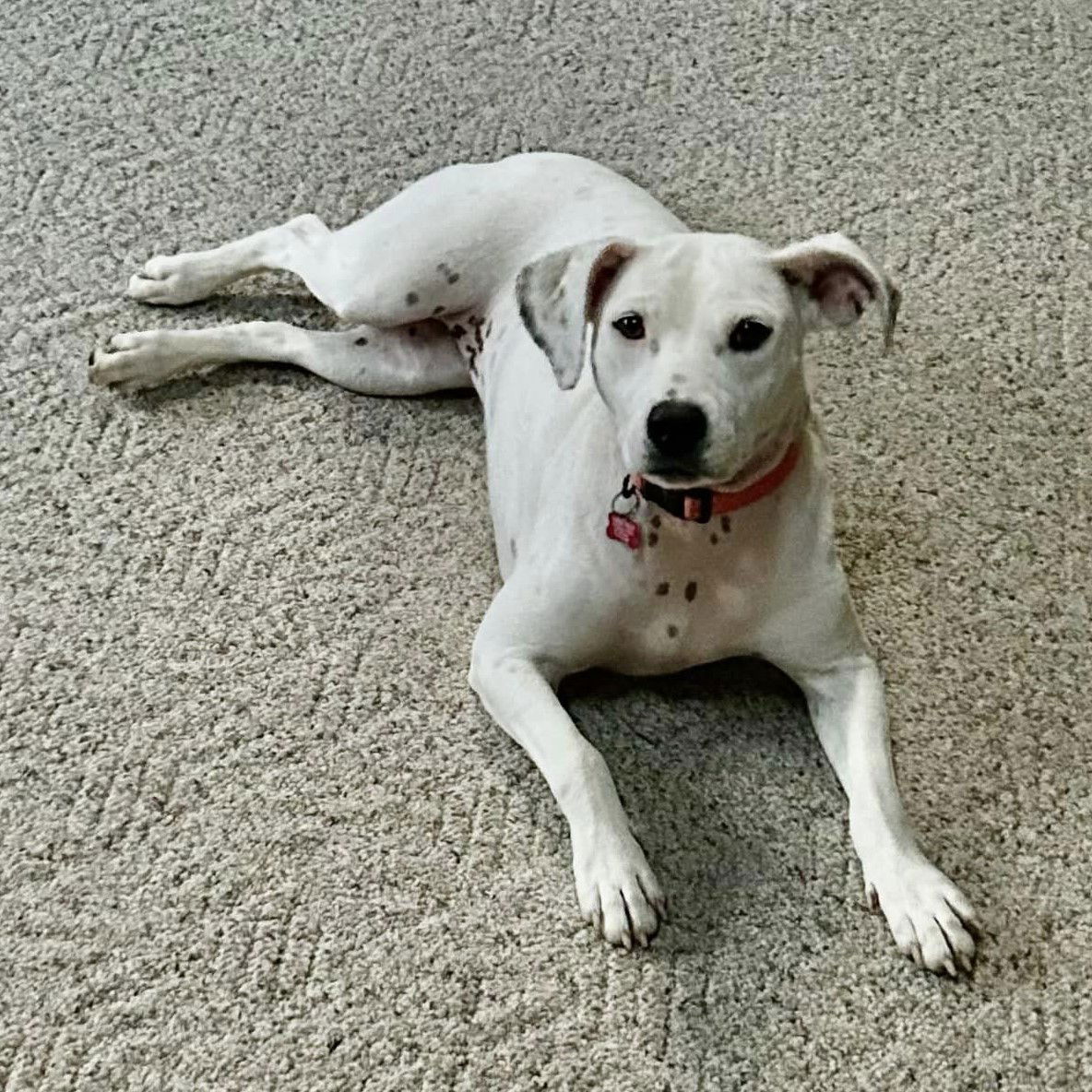 adoptable Dog in New Oxford, PA named Isabella