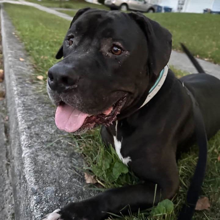 adoptable Dog in New Oxford, PA named Mr T