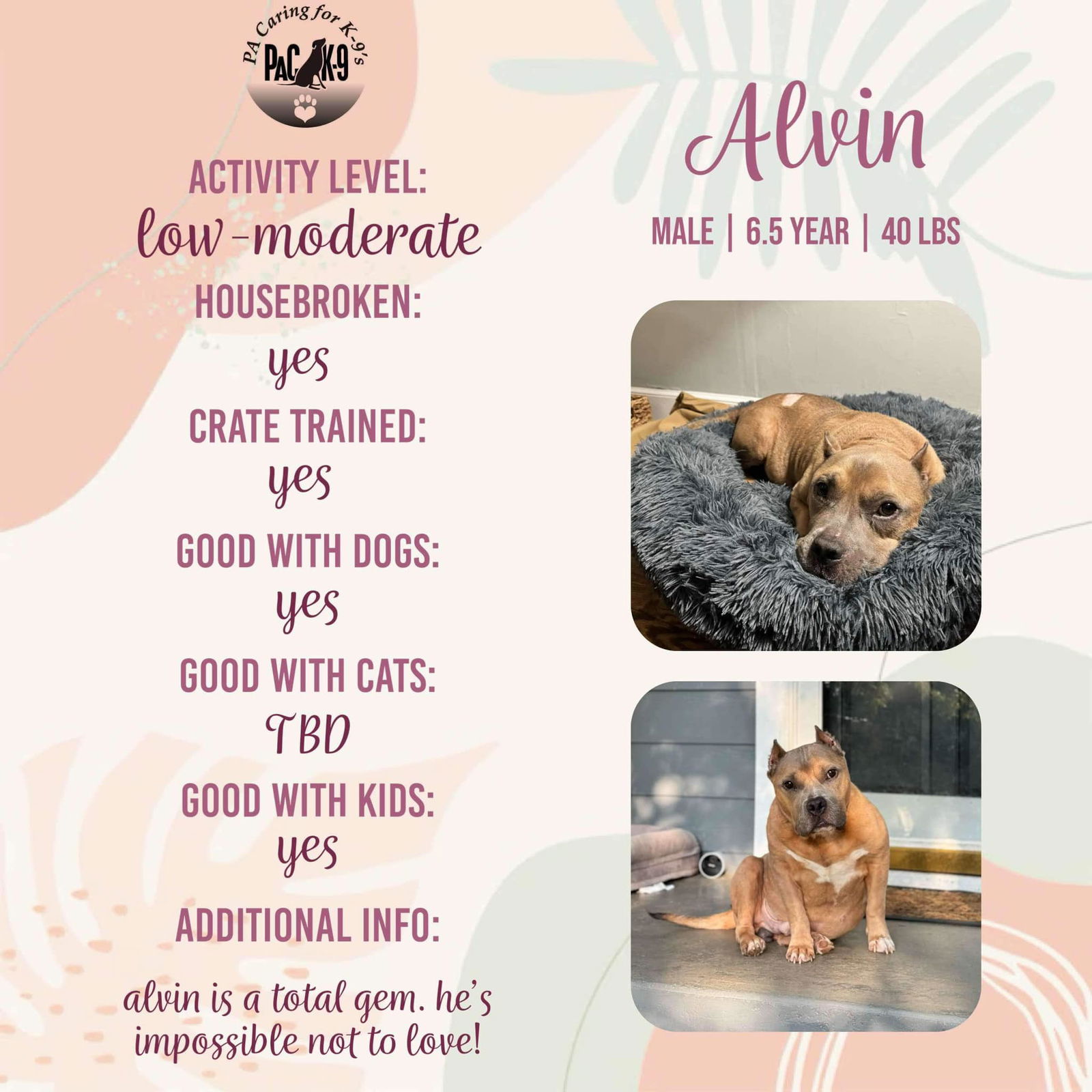 adoptable Dog in New Oxford, PA named Alvin