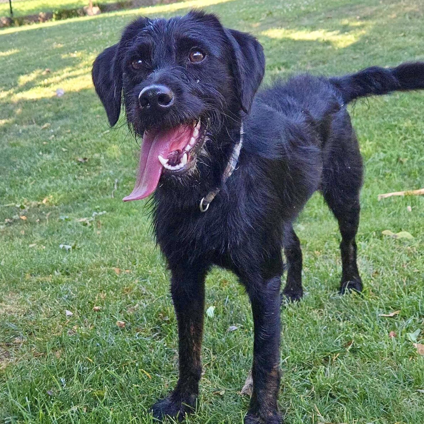 adoptable Dog in New Oxford, PA named Kalu