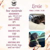 adoptable Dog in  named Lexie