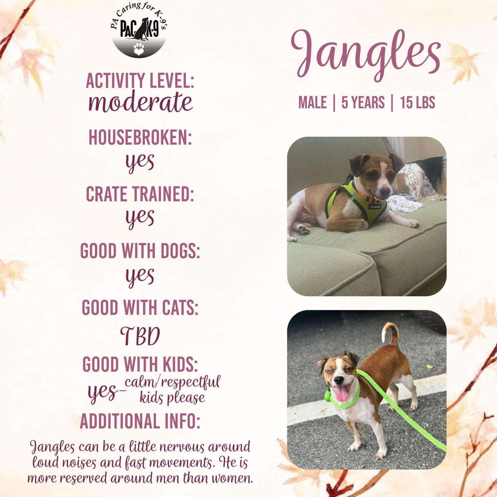 adoptable Dog in New Oxford, PA named Jangles