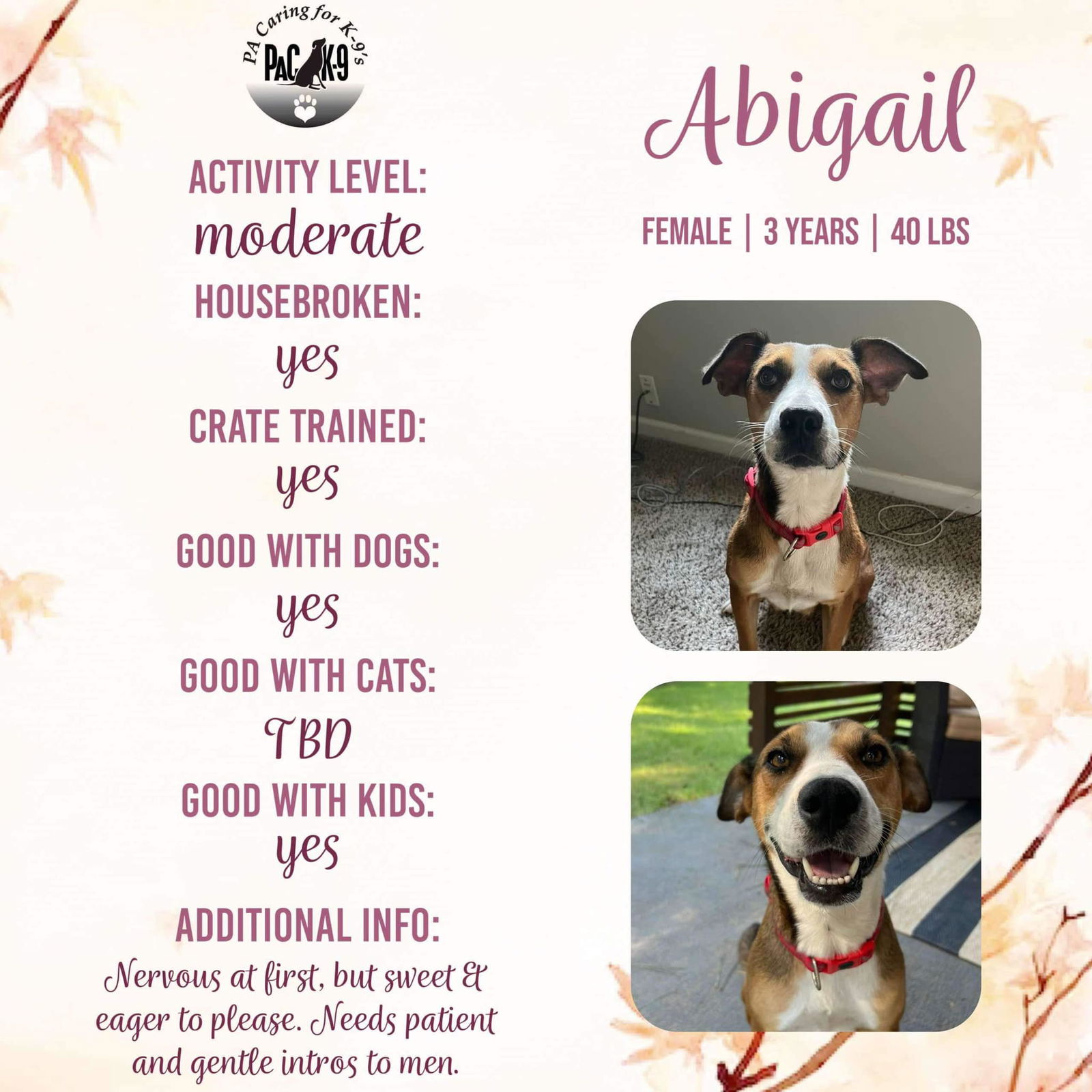 adoptable Dog in New Oxford, PA named Abigail