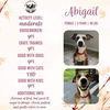 adoptable Dog in  named Abigail