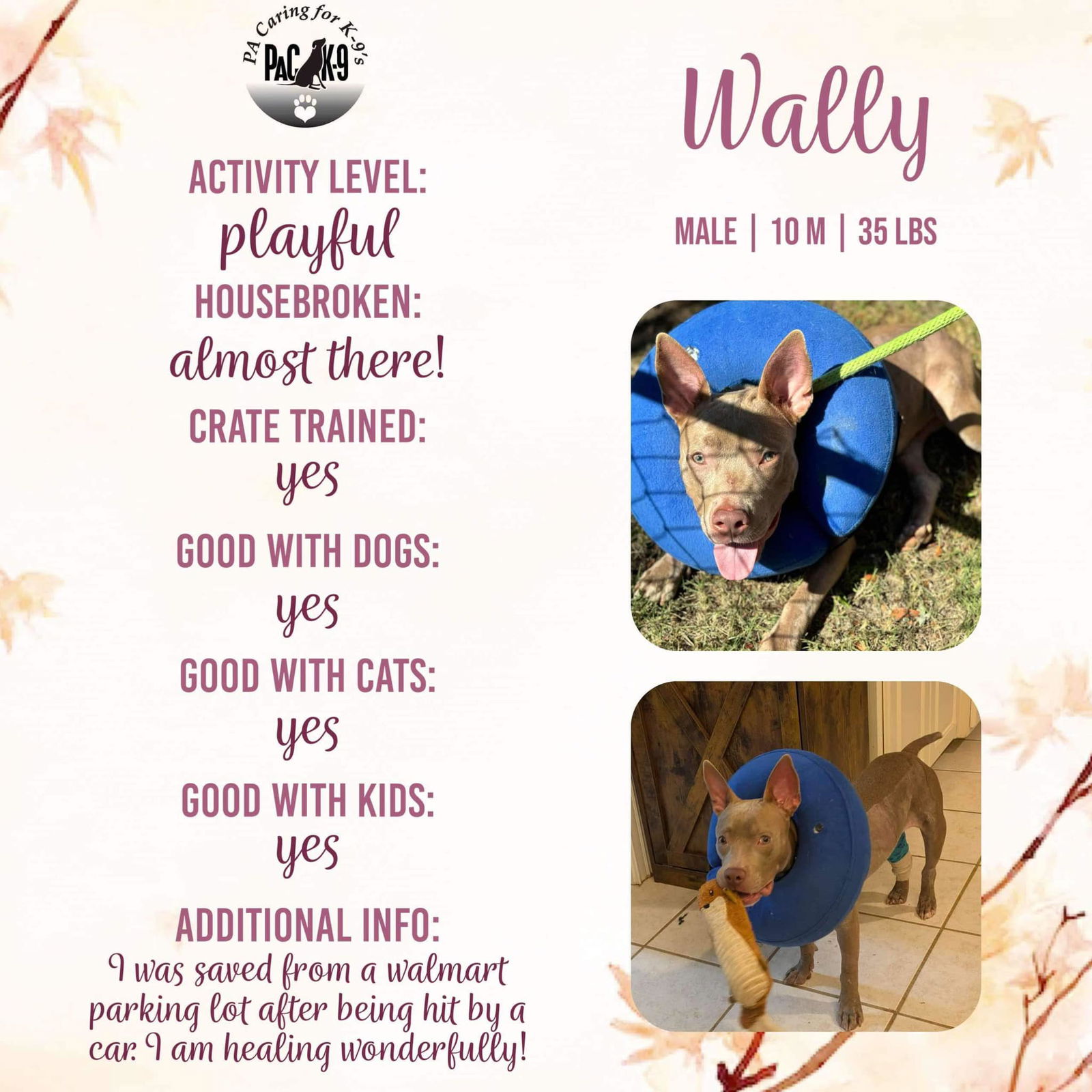 adoptable Dog in New Oxford, PA named Wally