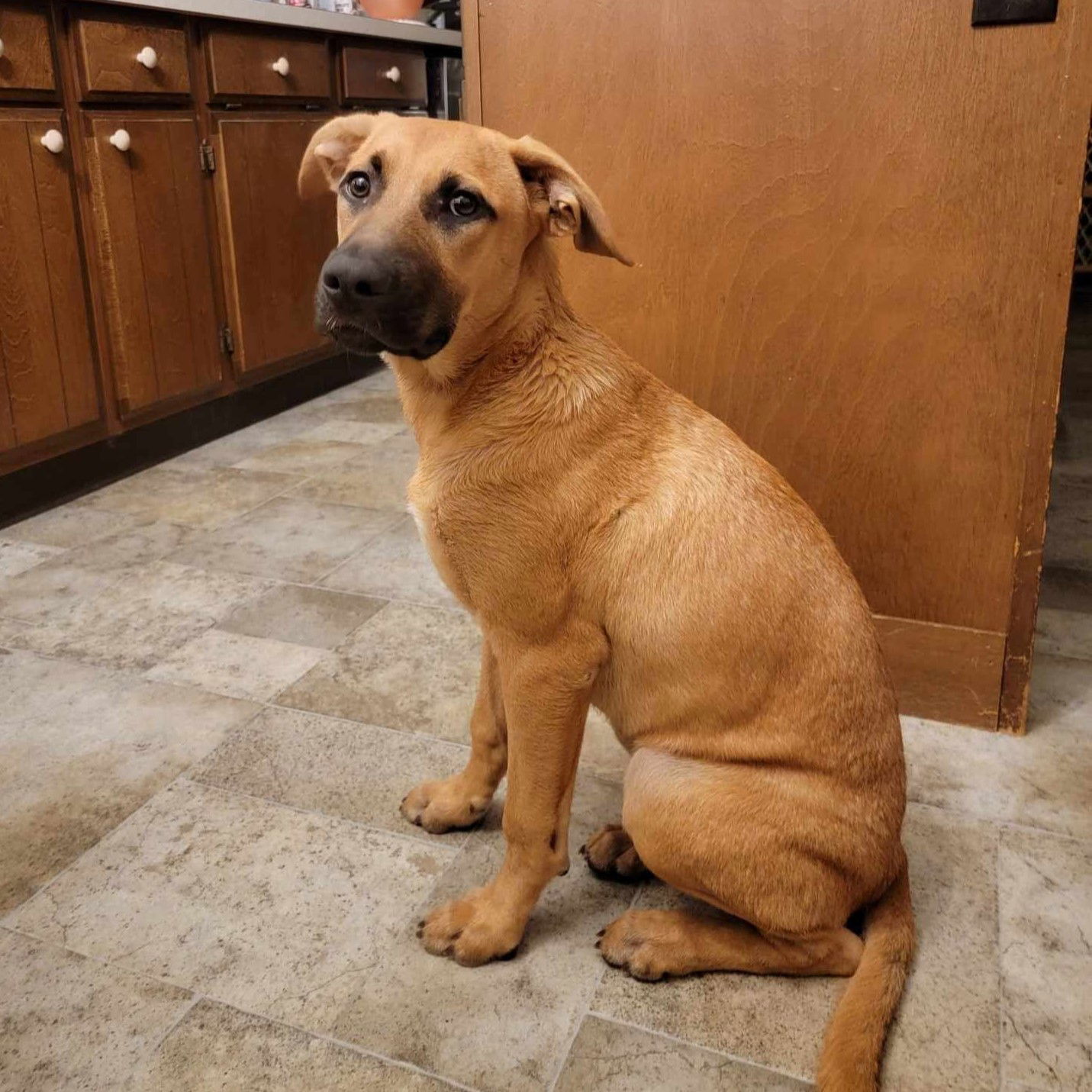 adoptable Dog in New Oxford, PA named Oakley