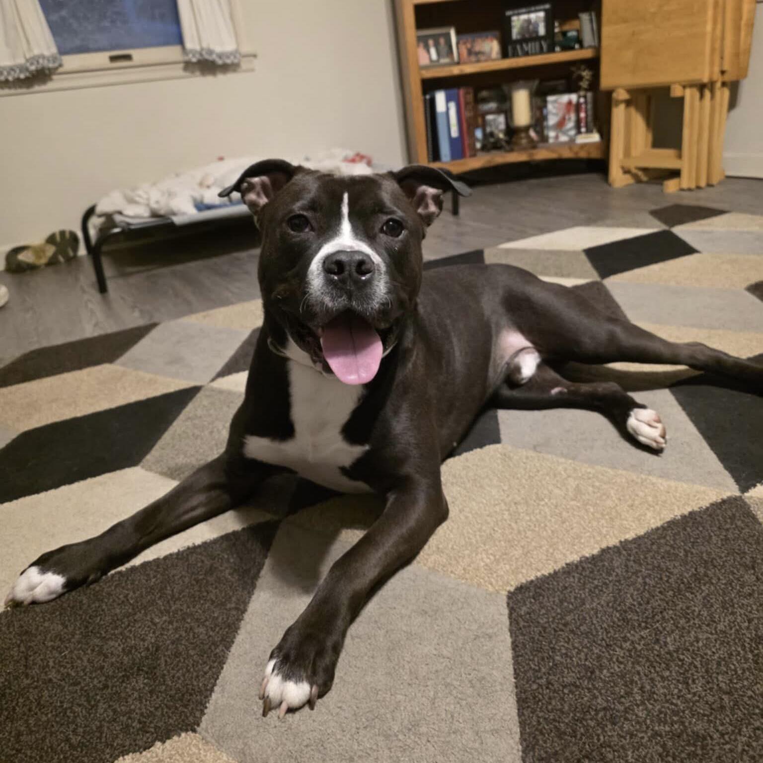 adoptable Dog in New Oxford, PA named Sir Fredrickson
