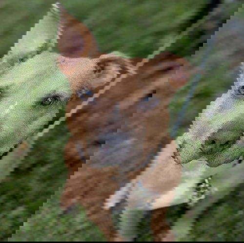 picture of the dog needing adoption