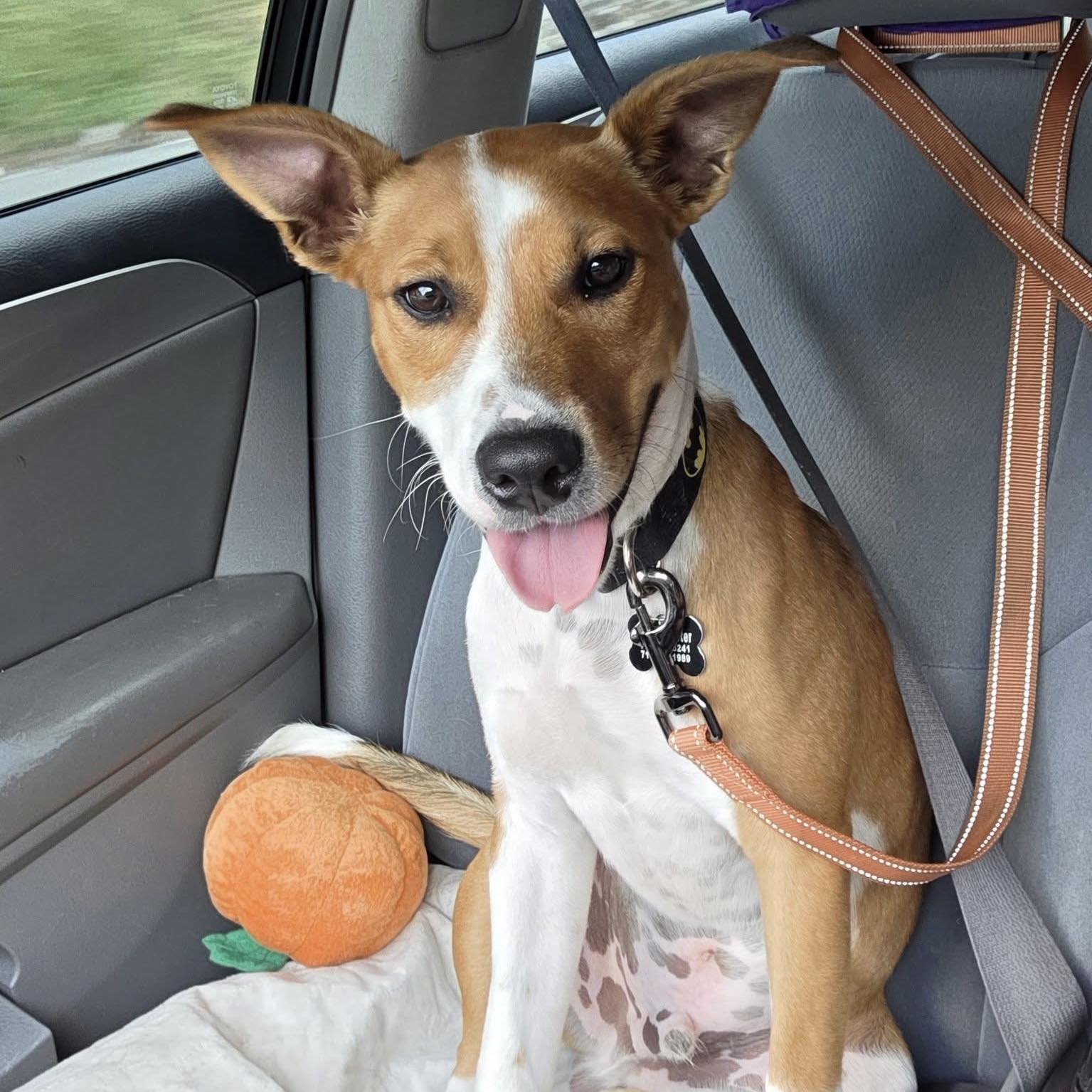 adoptable Dog in New Oxford, PA named Brownie