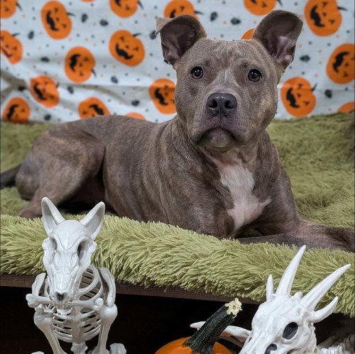 picture of the dog needing adoption
