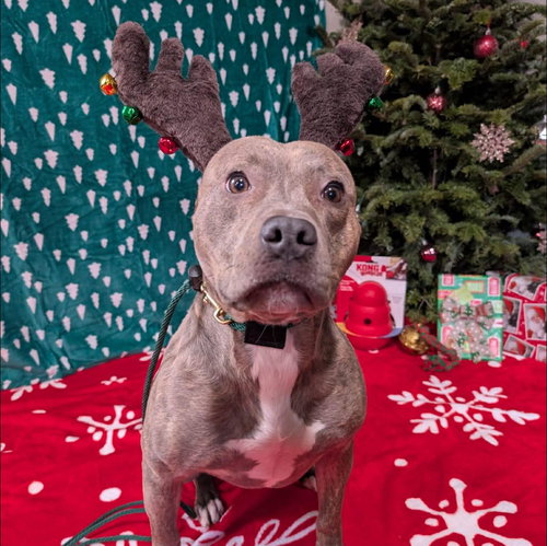 picture of the dog needing adoption