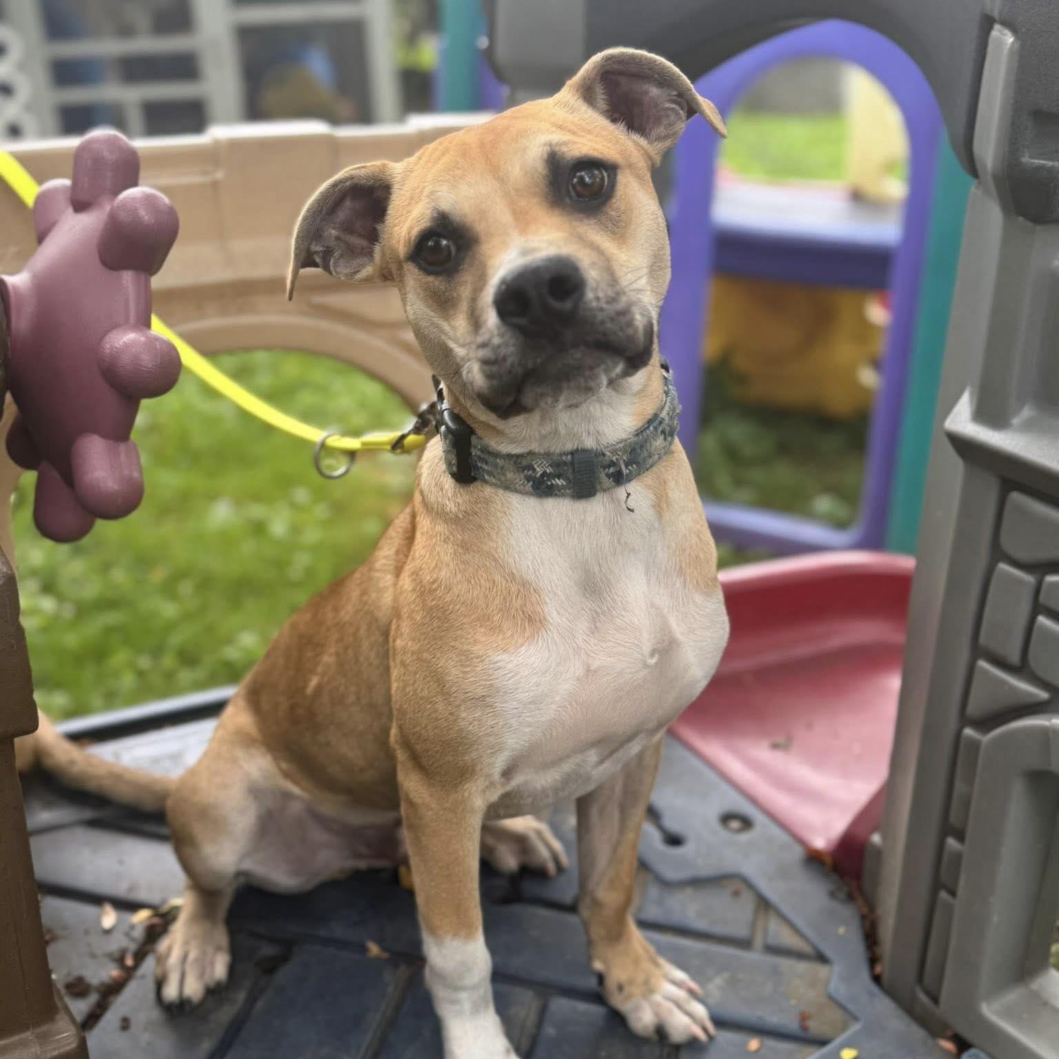 adoptable Dog in New Oxford, PA named Pickle Bean