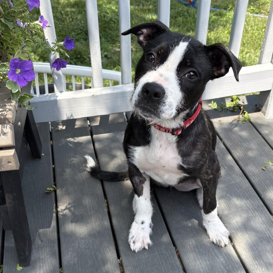 adoptable Dog in New Oxford, PA named Pandora