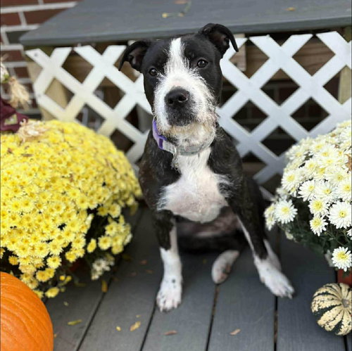 picture of the dog needing adoption