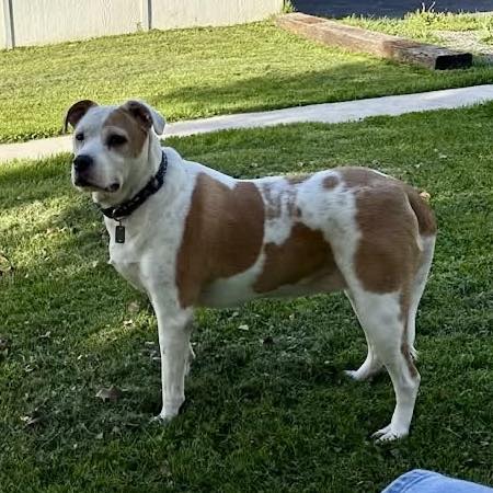 adoptable Dog in New Oxford, PA named Raven