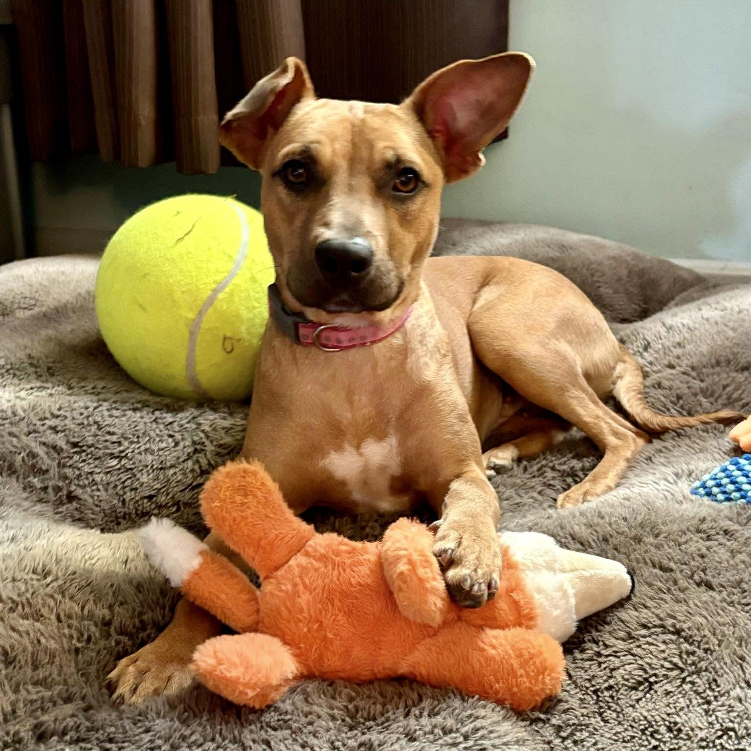 adoptable Dog in New Oxford, PA named Waffles