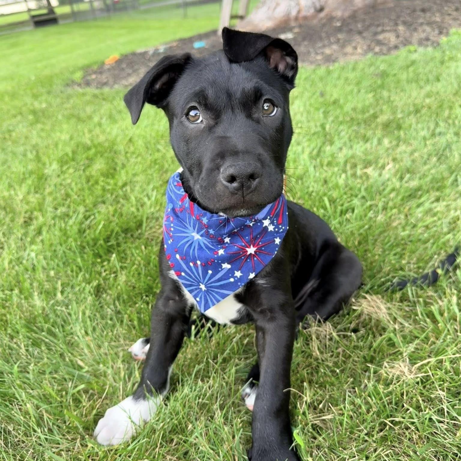 adoptable Dog in New Oxford, PA named Spark