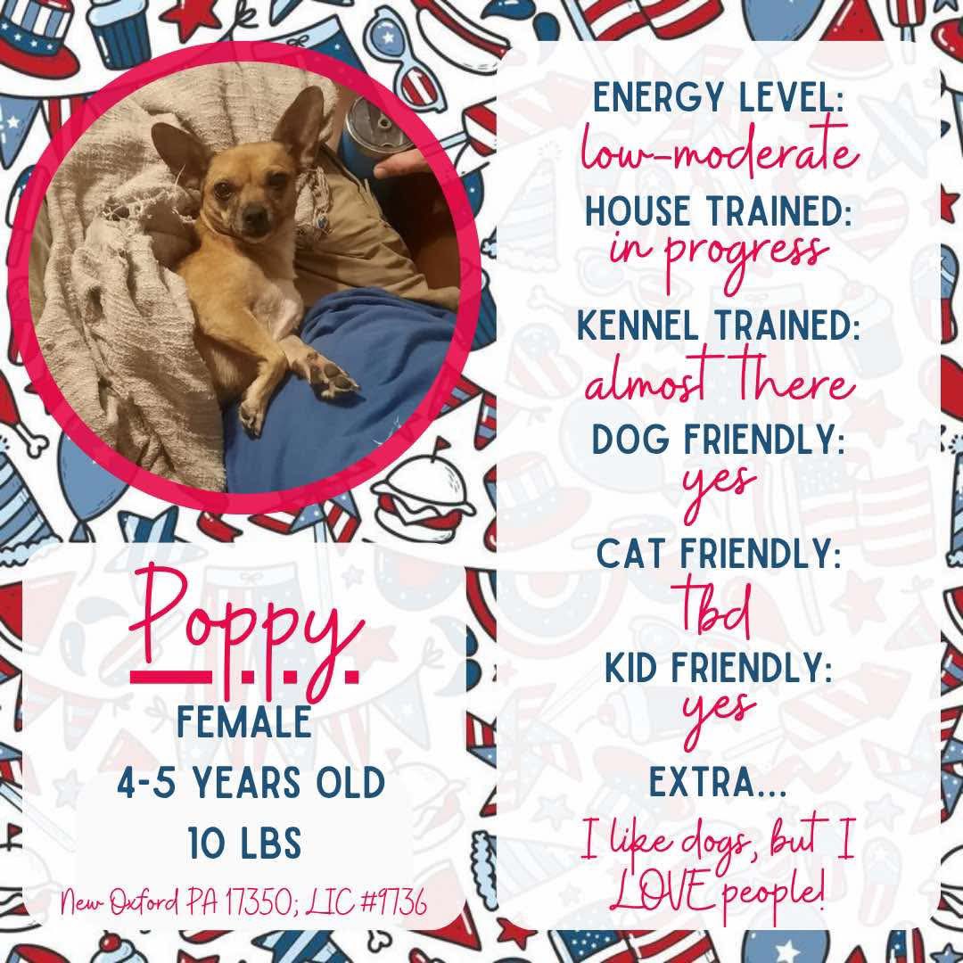 adoptable Dog in New Oxford, PA named Poppy