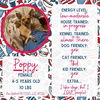 adoptable Dog in  named Poppy