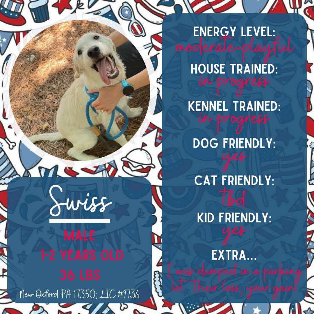 adoptable Dog in New Oxford, PA named Swiss