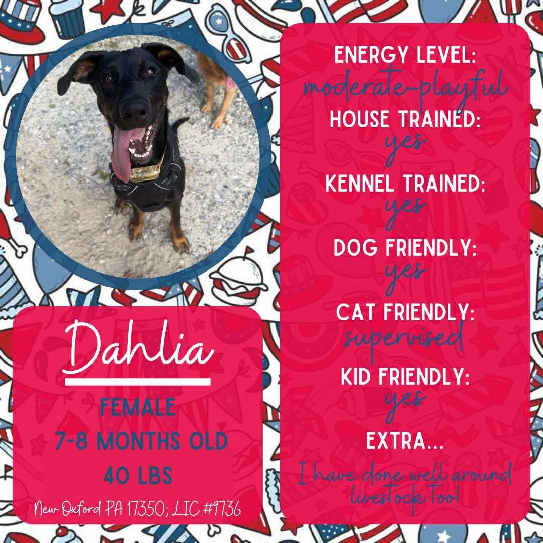 adoptable Dog in New Oxford, PA named Dahlia