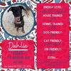 adoptable Dog in , PA named Dahlia