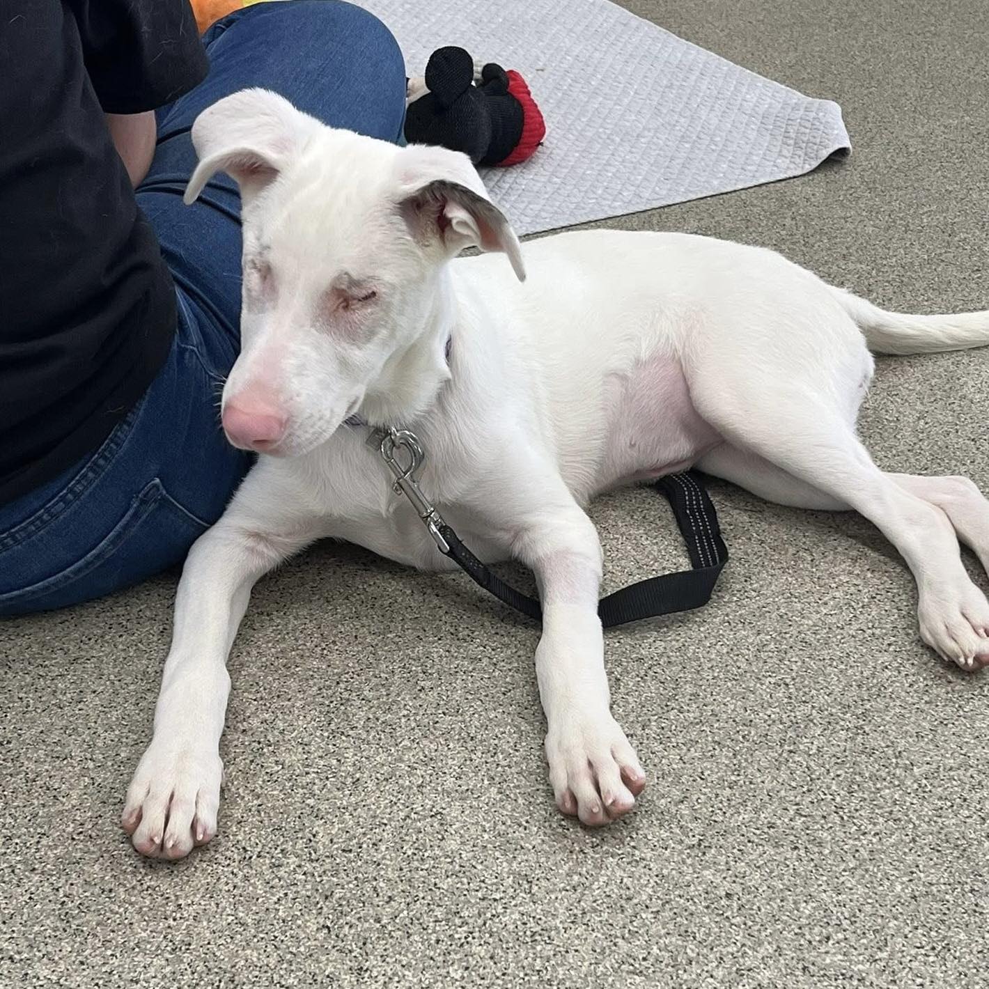 adoptable Dog in New Oxford, PA named Peppa