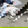 adoptable Dog in  named Peppa