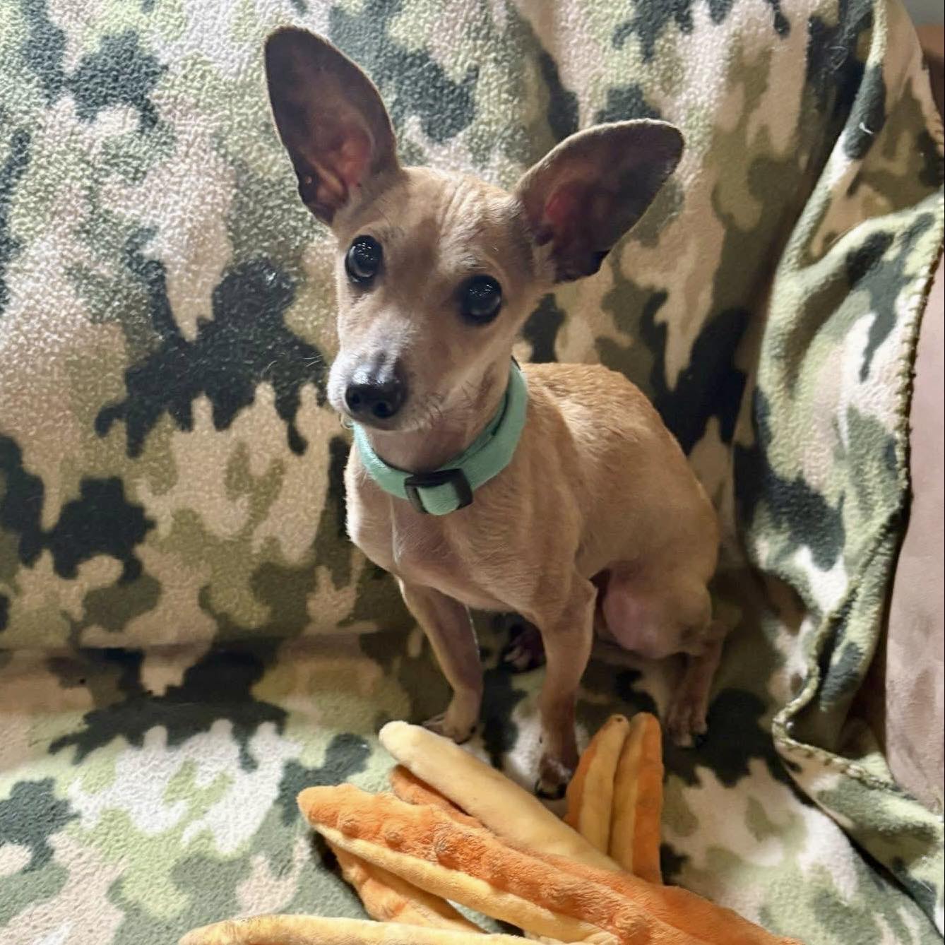 adoptable Dog in New Oxford, PA named Bambi