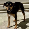Pepper - Photo 7