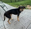 Pepper - Photo 6